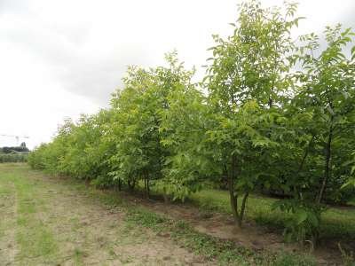 Juglans nigra meerst., 300/350 cm Draadkluit, Zwarte walnotenboom