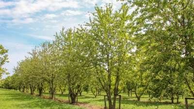 Prunus 'Avium' meerst., 200/250 cm Draadkluit, Japanse sierkers