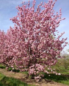 Prunus ser. 'Kanzan' meerst., 300/350 cm Draadkluit, Japanse sierkers