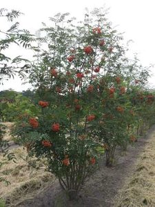 Sorbus aucuparia meerst., 200/250 cm Draadkluit, Lijsterbes