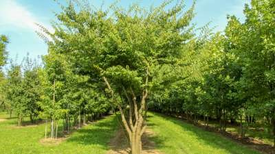 Zelkova serrata meerst., 250/300 cm Draadkluit, Japanse Zelkova