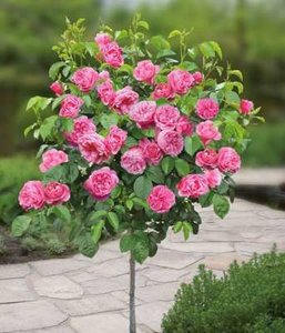 Rosa 'Leonardo da Vinci', stam 90cm pot, Stamrozen