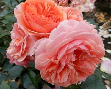 Rosa 'Chippendale', Blote wortel, Trosrozen