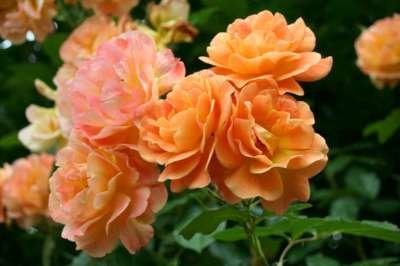 Rosa 'Westerland', Blote wortel, Trosrozen