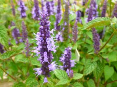 Agastache foeniculum 'Little Adder', Anijsplant, Dropplant