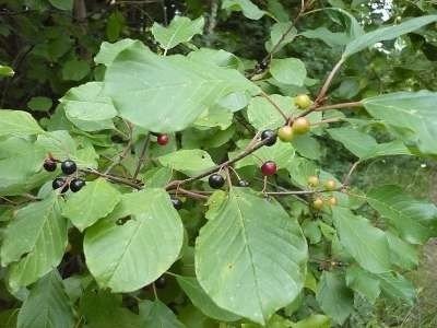 Rhamnus frangula, vuilboom, 1+1 60/80