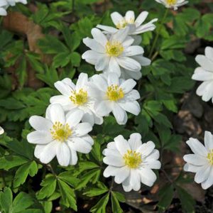 Anemone nemorosa 'Hilda', Anemoon