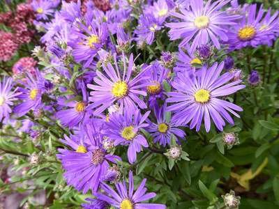 Aster amellus 'Sonora', Aster