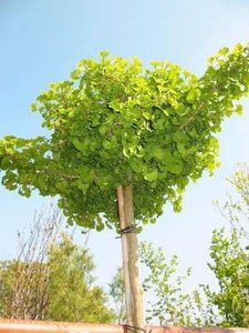 Ginkgo biloba 'Mariken', stam 150cm 7.5L pot Japanse notenboom