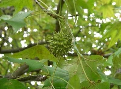 Liquidambar styraciflua, 200/250 20L, Amberboom