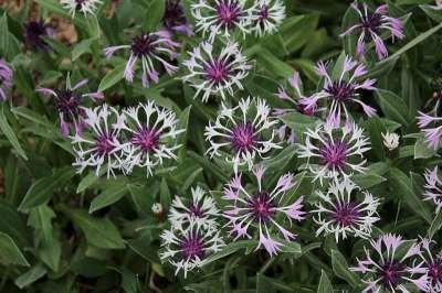 Centaurea montana 'Amethyst in Snow'® , Korenbloem