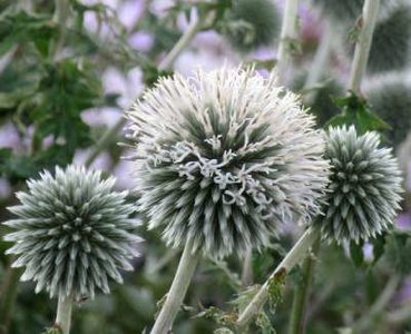 Echinops bannaticus 'Star frost', Kogeldistel