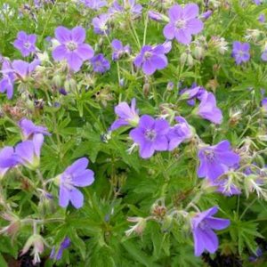 Geranium sylvaticum 'Mayflower'  Ooievaarsbek