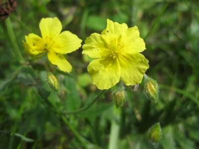 Helianthemum nummularium, Zonneroosje