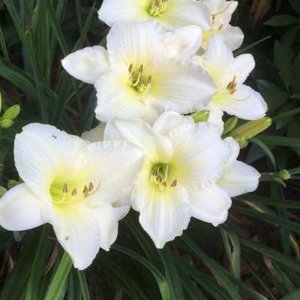 Hemerocallis 'Joan Senior', Daglelie