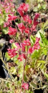 Heuchera 'Princess Alice', ® Purperklokje