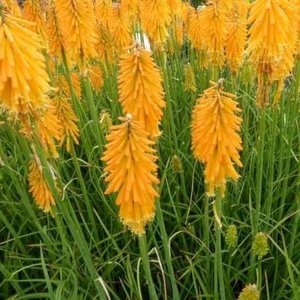 Kniphofia 'Mango Popsicle', ® Vuurpijl