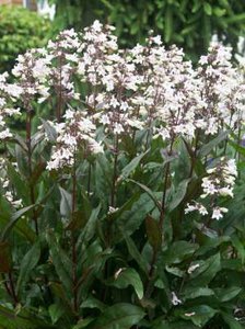 Penstemon digitalis 'Husker Red' P9