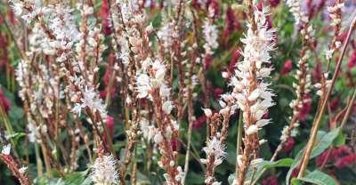 Persicaria amplexicaulis 'Alba Junior' P9 ® (=Polygonum),Duizendknoop