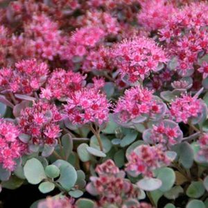 Sedum cauticola 'Lidakense', Vetkruid