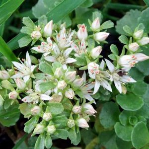 Sedum spurium 'Album', vetkruid