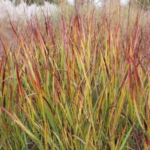 Panicum virgatum 'Rotstrahlbusch', Vingergras