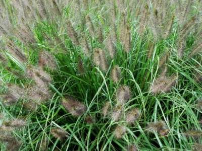 Pennisetum alop. 'Compressum', Lampepoetsersgras