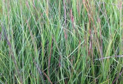 Schizachyrium scoparium 'Standing Ovation', Klein prairiegras