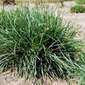 Sesleria sadleriana, Blauwgras