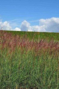 Miscanthus sinensis 'Red Chief', Chinees riet