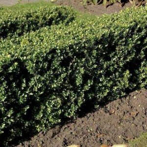 Ilex cren. 'Dark Green', 100-125 Kluit, Japanse hulst