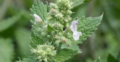 Nepeta cataria, Kattekruid