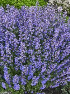 Nepeta faassenii 'Purrsian blue', Kattekruid