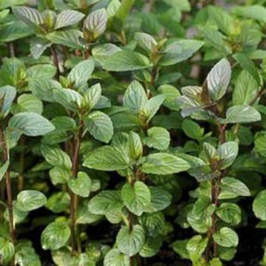 Mentha piperita 'Chocolate', chocolademunt