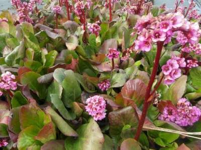 Bergenia 'Winterglöd', Randjesbloem