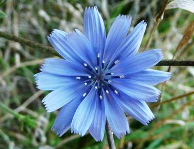 Cichorium intybus