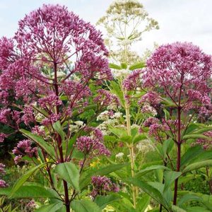 Eupatorium maculatum 'Riesenschirm', Leverkruid