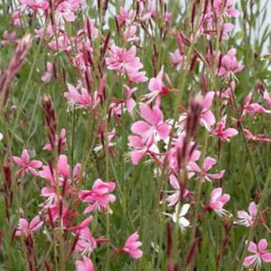 Gaura lindheimeri 'Flamingo Pink', Prachtkaars