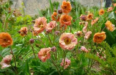 Geum 'Mai Tai', ® Nagelkruid