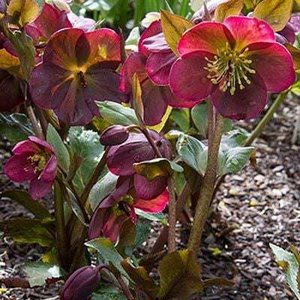 Helleborus 'Frostkiss Anna's Red' Ⓡ , Kerstroos, Nieskruid