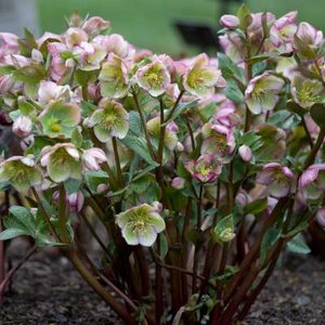 Helleborus 'Frostkiss Glenda's Gloss' Ⓡ , Kerstroos, Nieskruid