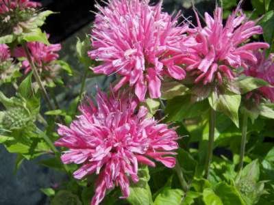 Monarda 'Marchall's Delight', Bergamot