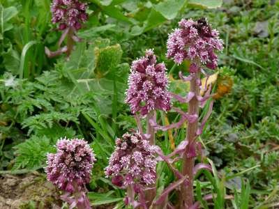 Petasites hybridus, groot hoefblad