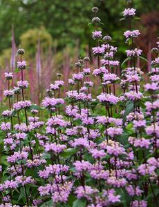 Phlomis tuberosa 'Amazone' P9, Brandkruid