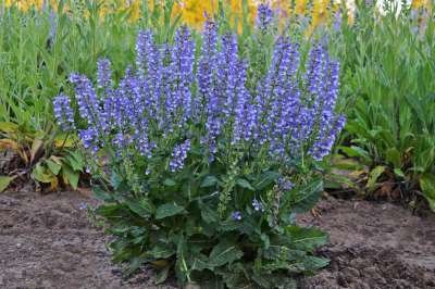 Salvia Color Spires 'Azure Snow' ® , siersalie