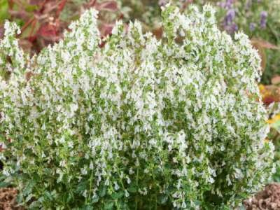 Teucrium chamaedrys 'Album', Gamander