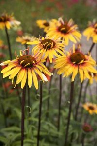 Echinacea 'Funky Yellow', ® zonnehoed