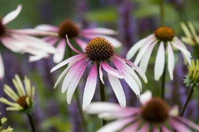 Echinacea 'Pretty Parasols' (JS Engeltje), ® Zonnehoed