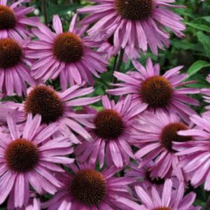 Echinacea purpurea 'Augustkoningin', Zonnehoed