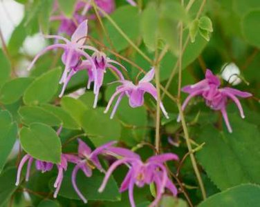 Epimedium 'Pink Elf', Elfenbloem